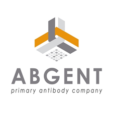 Abgent Antibody